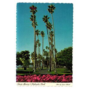 Vintage Santa Monica Palisades Park Postcard Palm Trees Flowers Roses Roadside
